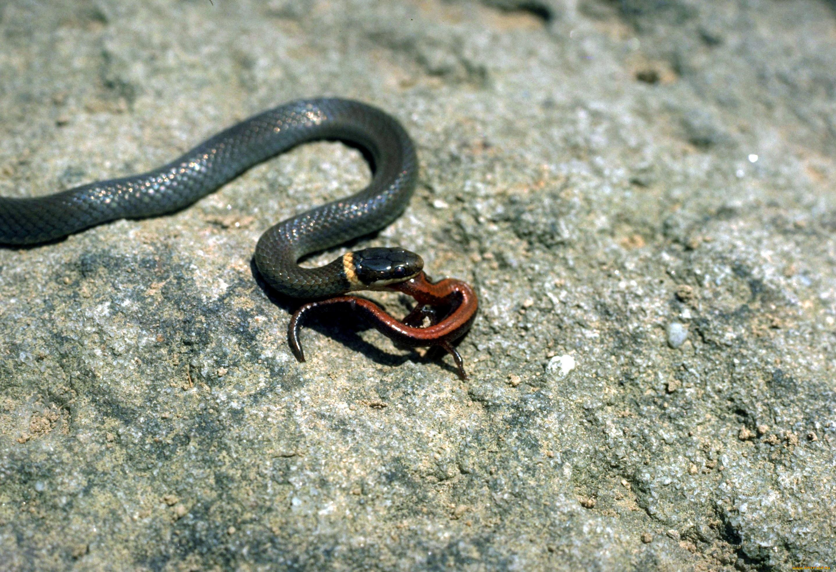 Черная змея с переливом